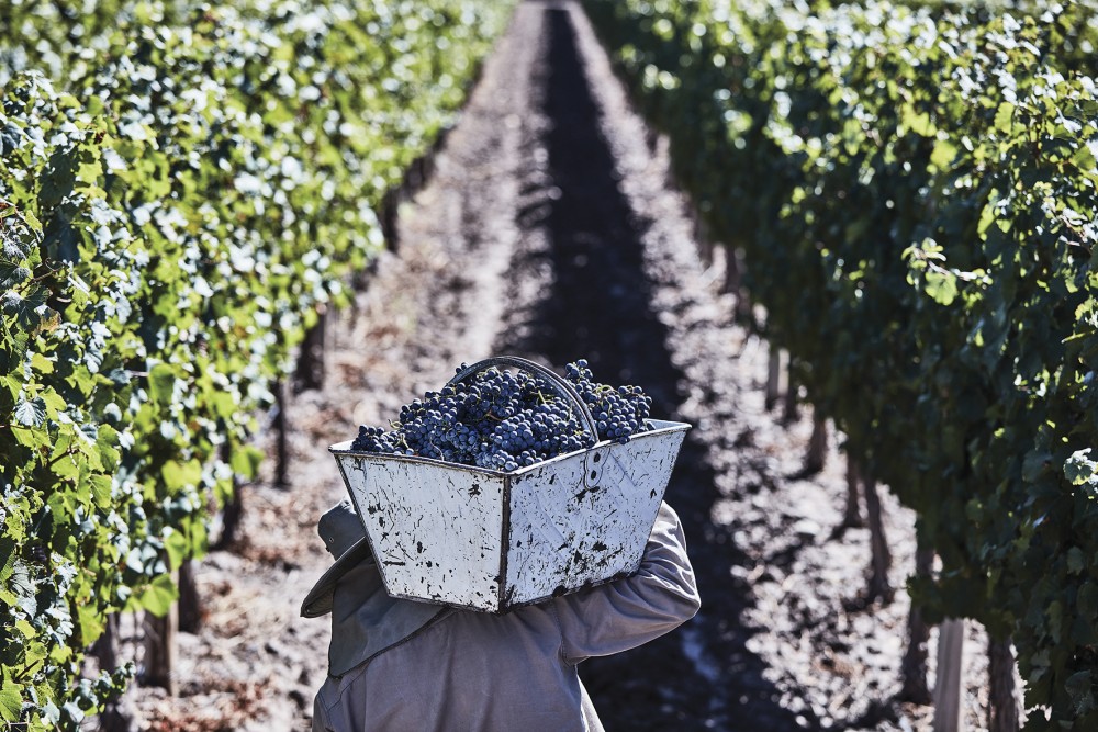 Ruca Malen viña image